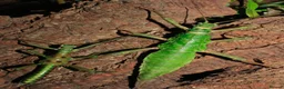 Stick Insects invertebrates for sale: Numerous species of stick insect eggs and nymphs  - Advert 6
