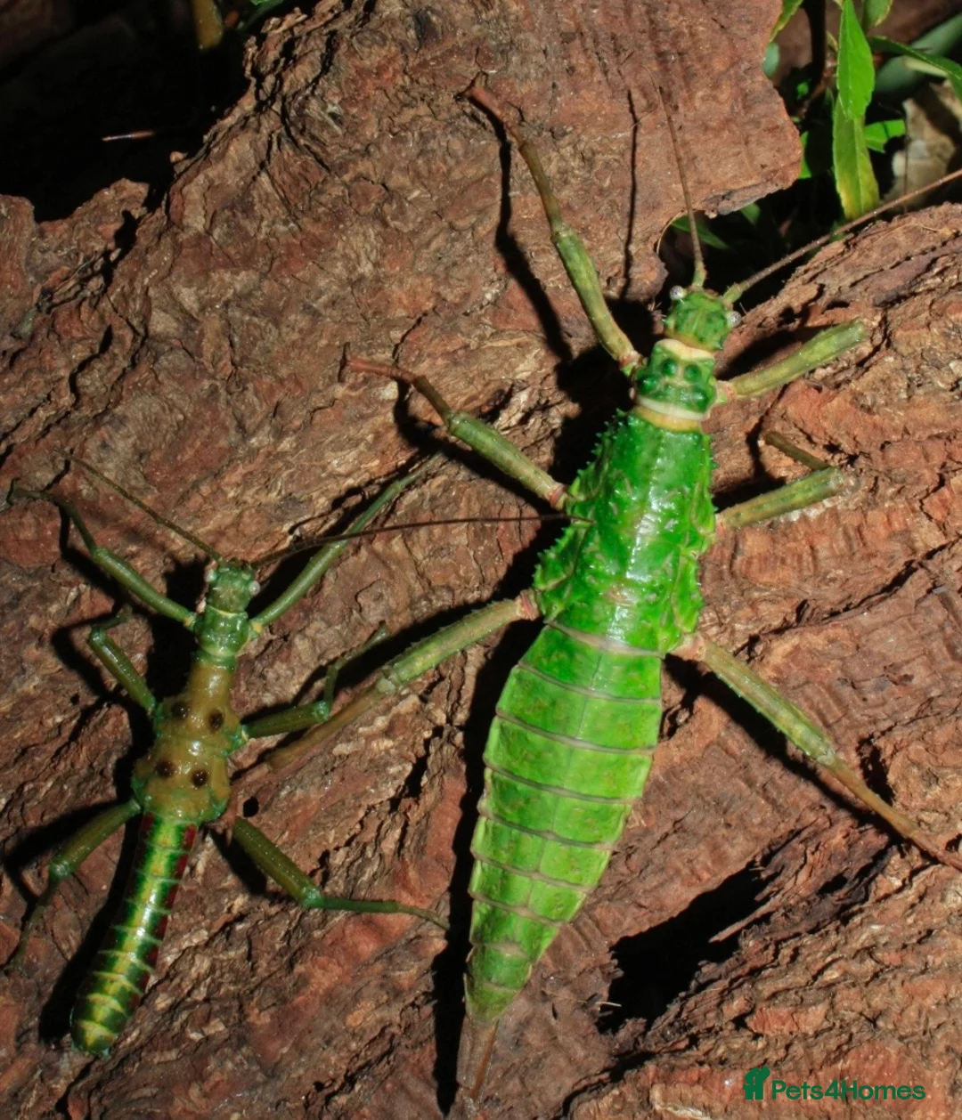Stick Insects invertebrates for sale: Numerous species of stick insect eggs and nymphs  - Advert 6