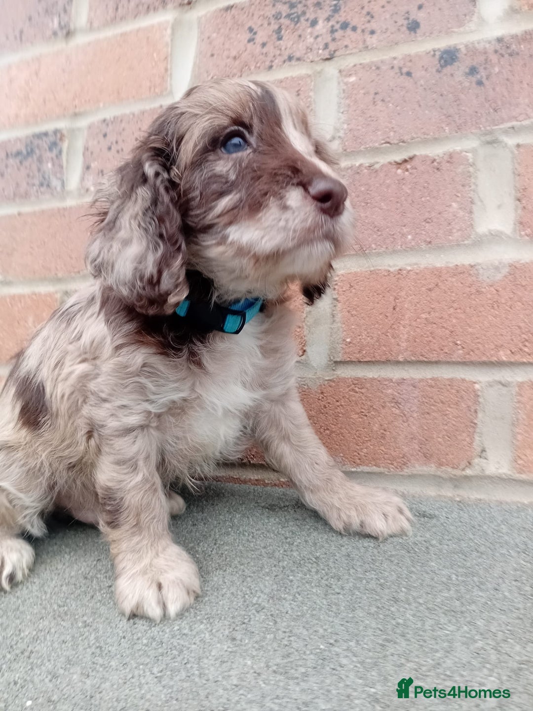 Cockapoo dogs for sale: Ready now stunning cockapoo girls - Advert 12