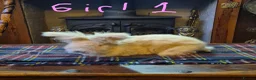 Angora rabbits for sale: Gorgeous Angora Rabbits, Pure Bred Full Faced. - Advert 18