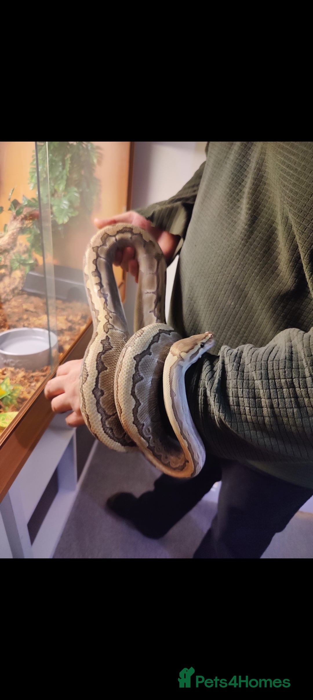 Python Snake reptiles for sale: Royal Python - Mixed morphs available - Advert 5