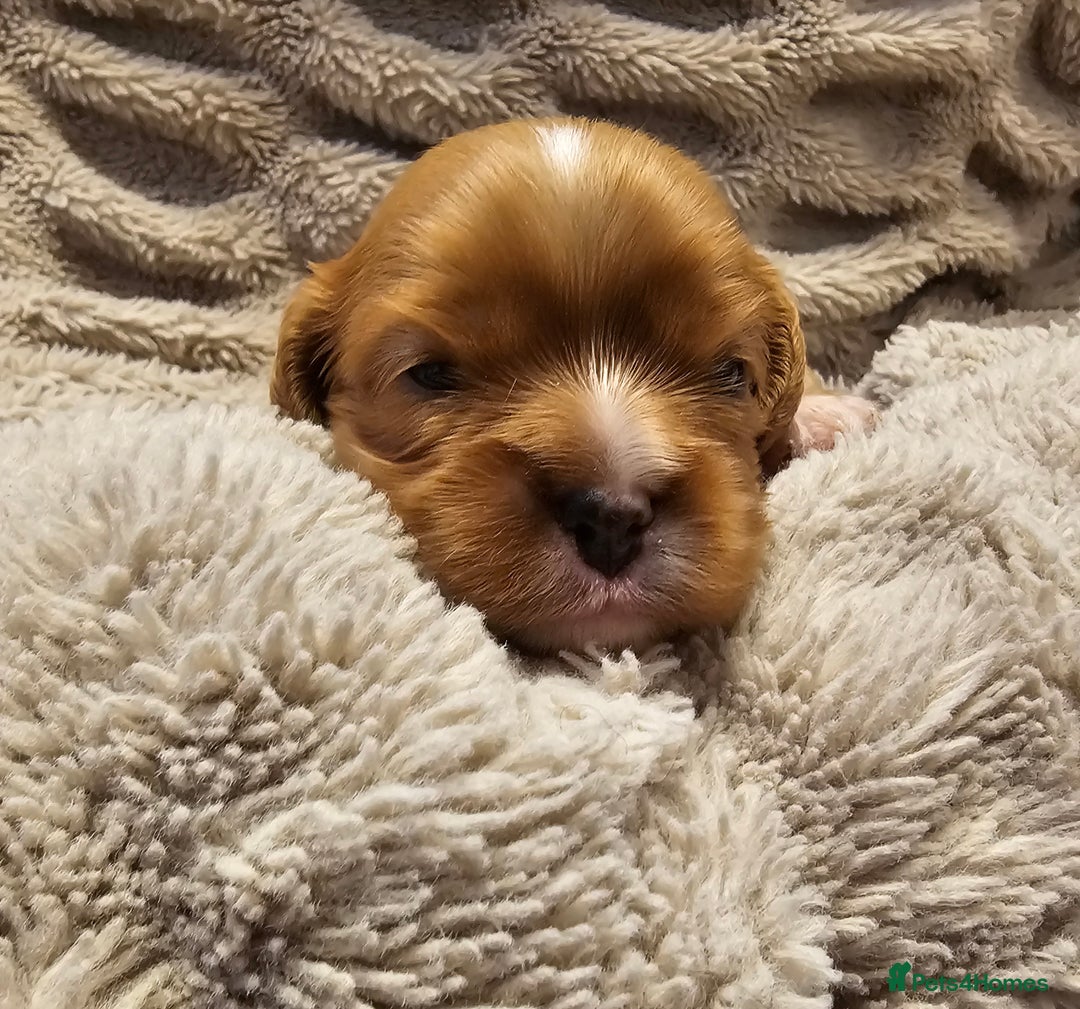 Cavalier King Charles Spaniel dogs for sale: Cavalier king charles spaniel puppies  - Advert 6