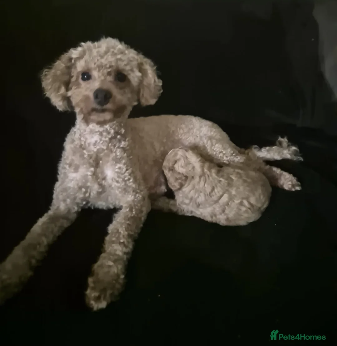 Toy Poodle dogs for sale: Toy Poodle Puppy  - Advert 12