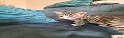 Mixed Breed cats for sale: 4 amazing coloured kittens - Advert 12