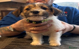Jack Russell dogs for sale: Pedigree Jack Russell Terriers - Image 20