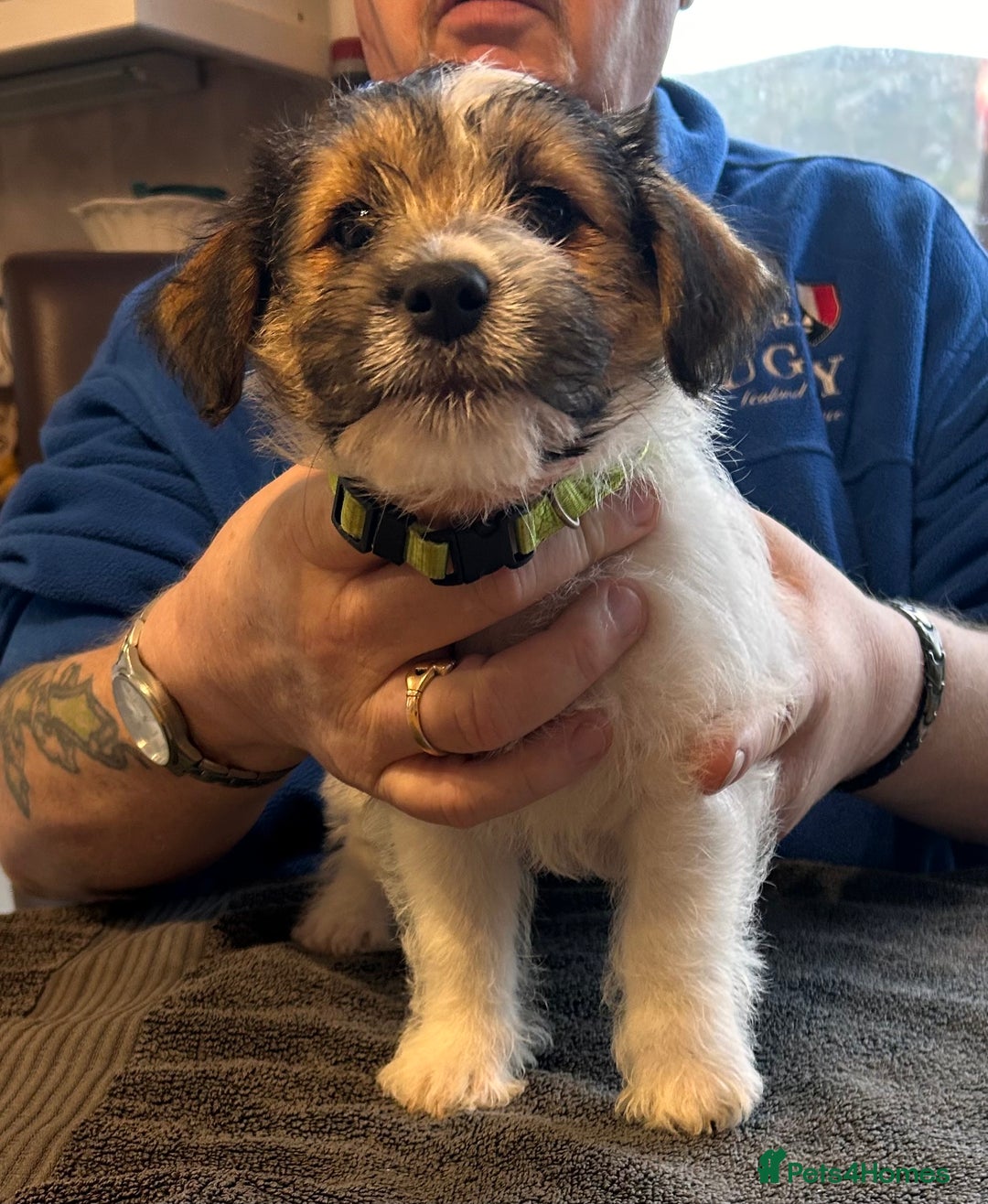 Jack Russell dogs for sale: Pedigree Jack Russell Terriers - Image 20