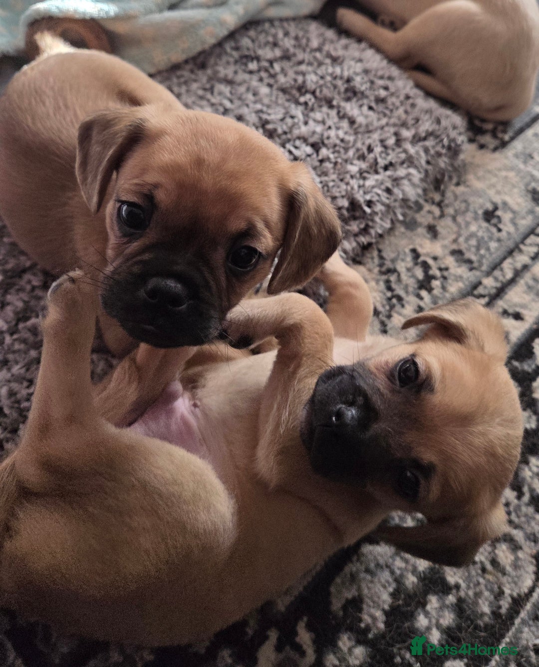 Mixed Breed dogs for sale: Mix breed puppies - Advert 2