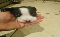 Staffordshire Bull Terrier dogs for sale: Staffordshire bull terrier 2x litters - Image 20