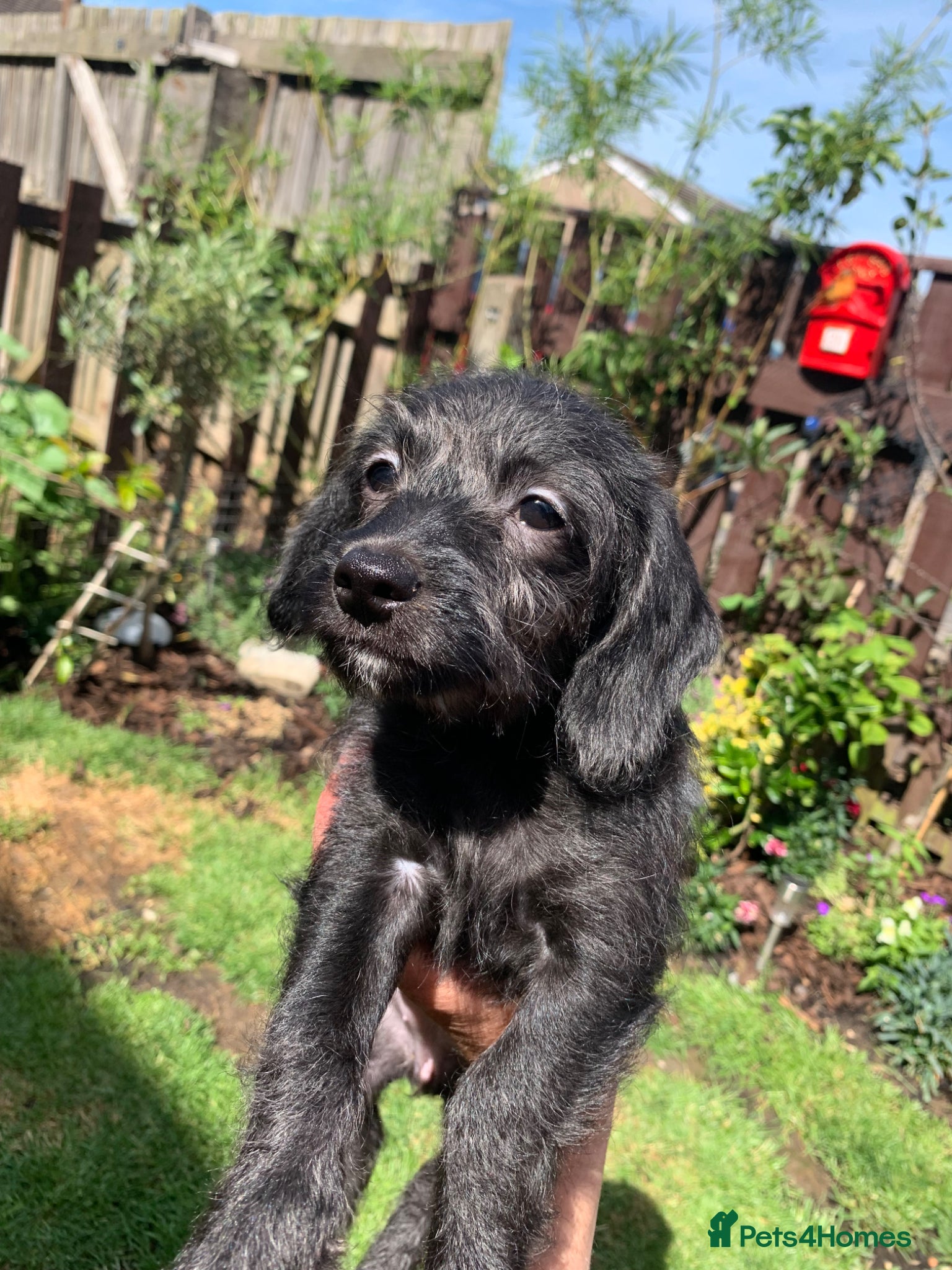 Doxiepoo dogs Doxiepoo - Advert 1