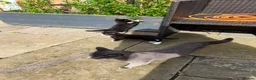 Mixed Breed cats for sale: 2 adorable female black & white kittens for sale  - Advert 6