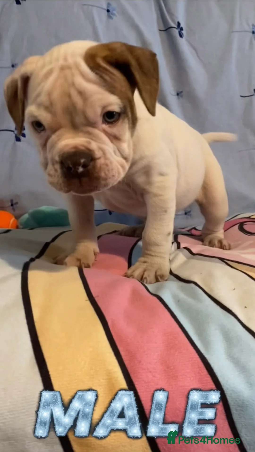 Alapaha Blue Blood Bulldog dogs for sale: 4 left absolute quality - Advert 12