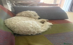 Cockapoo dogs for sale: Beloved Cockapoo Bubble for sale - Advert 19