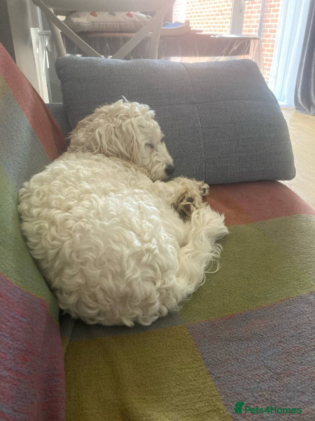 Cockapoo dogs for sale: Beloved Cockapoo Bubble for sale - Advert 19