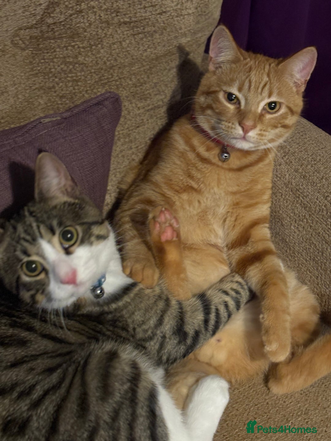 Domestic Shorthair cats for sale: Beautiful 6 month old ginger tabby male. - Advert 3