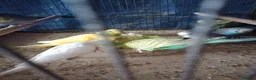 Budgerigars birds for sale: For sale  - Advert 8