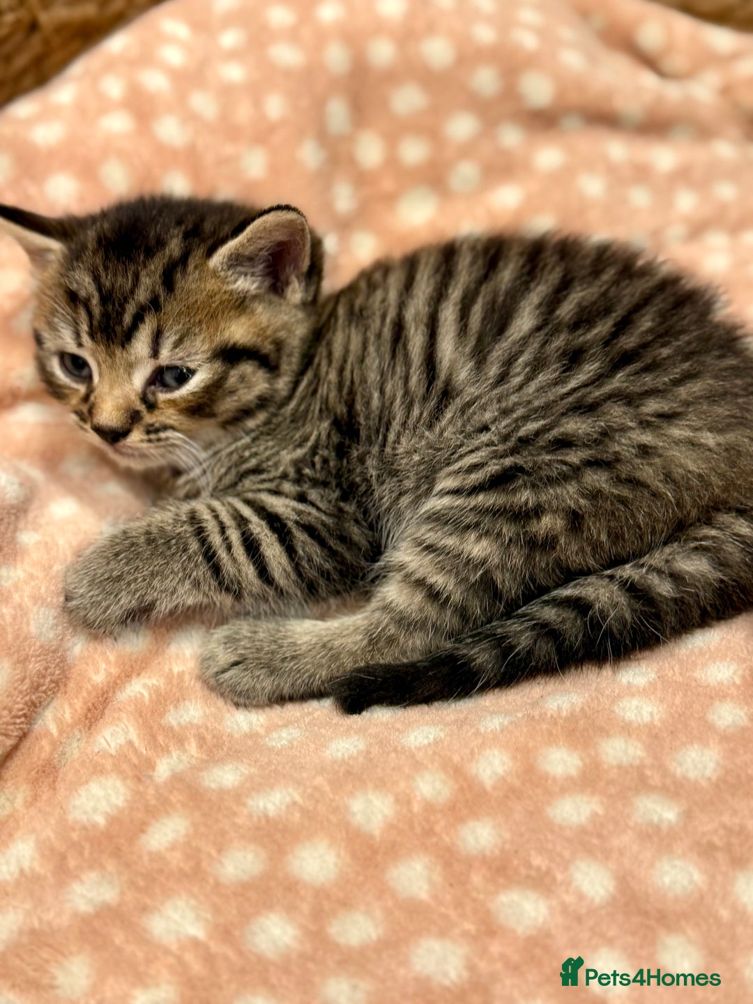 Mixed Breed cats for sale: Beautiful kittens 🐈‍⬛ - Advert 6