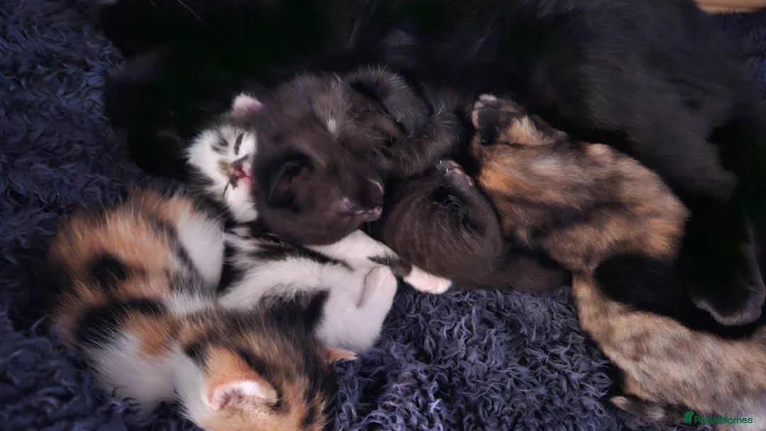 Mixed Breed cats for sale: KITTIES - Advert 2