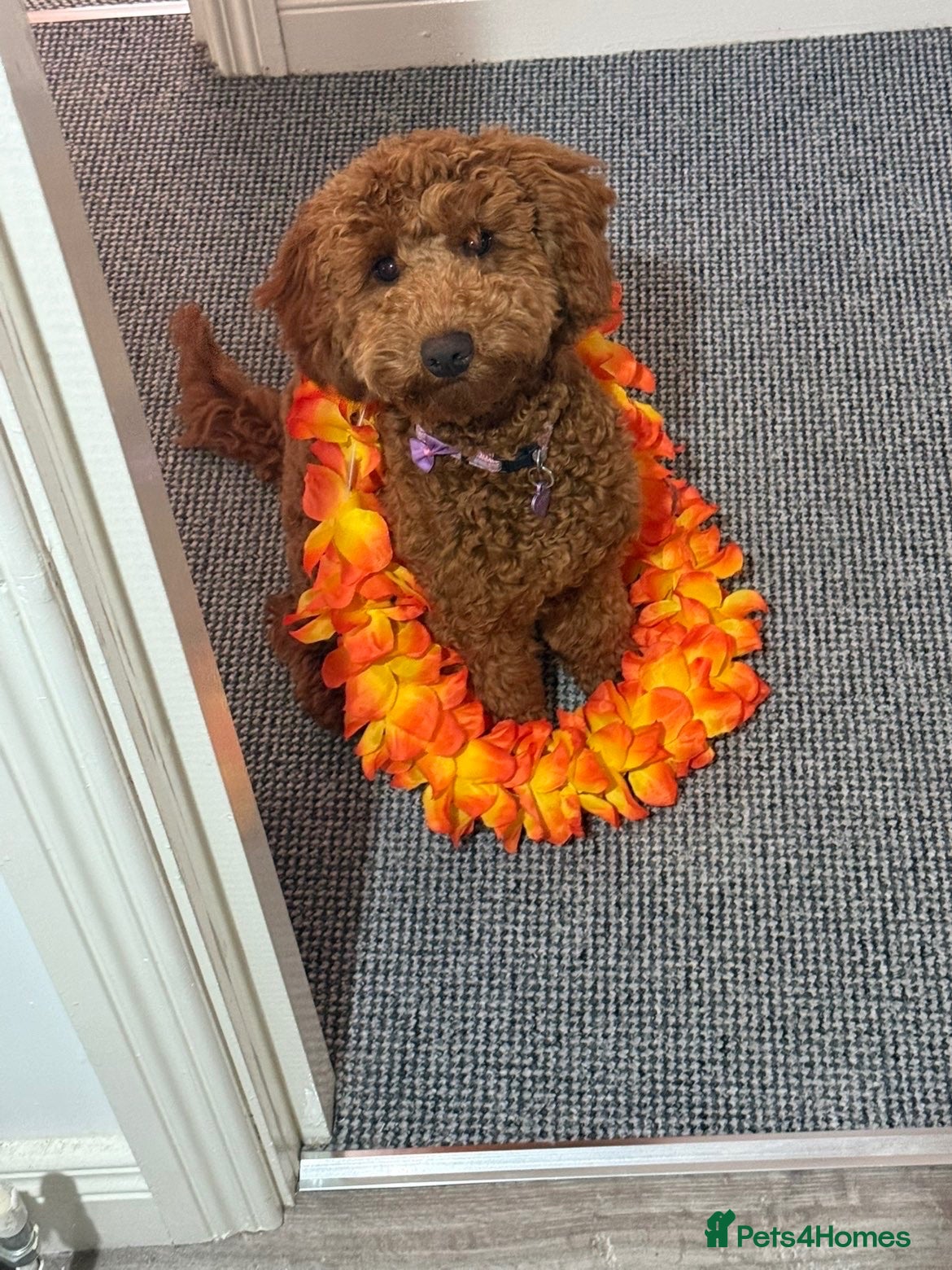 Cavapoo dogs Cavapoo - Advert 1