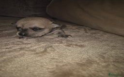 Chihuahua dogs for sale: 4 beautiful chihuahua puppies - Image 6