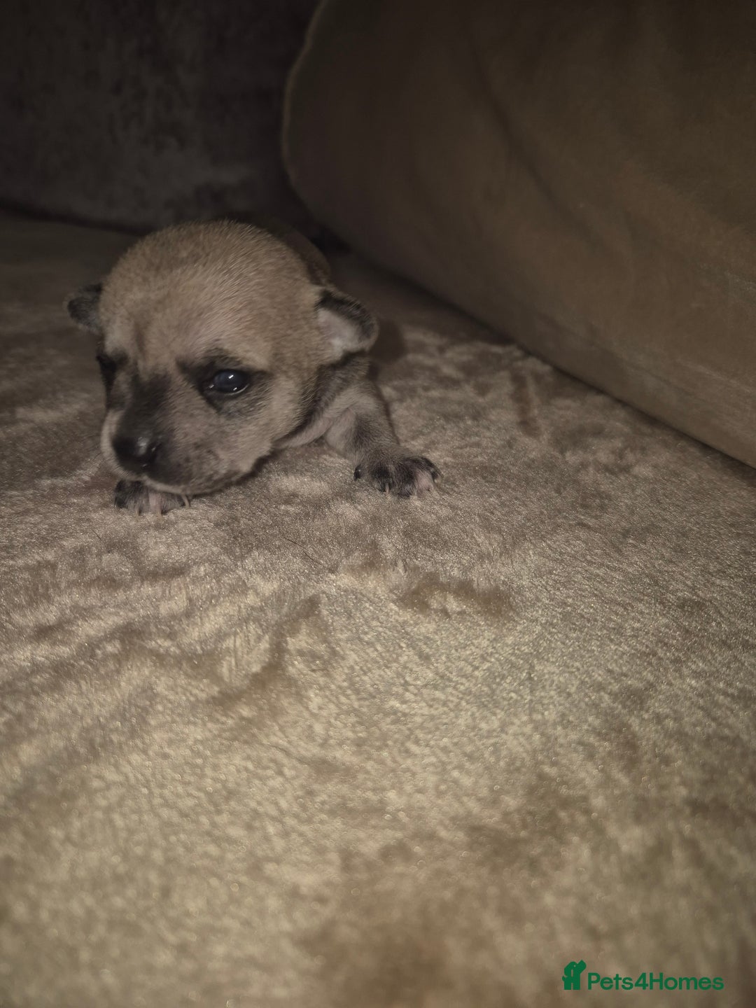 Chihuahua dogs for sale: 4 beautiful chihuahua puppies - Image 6