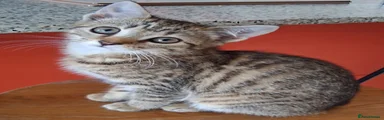 British Shorthair 3
