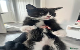 Mixed Breed cats for sale: 1 male 2 female kittens  in Sandbach - Image 2