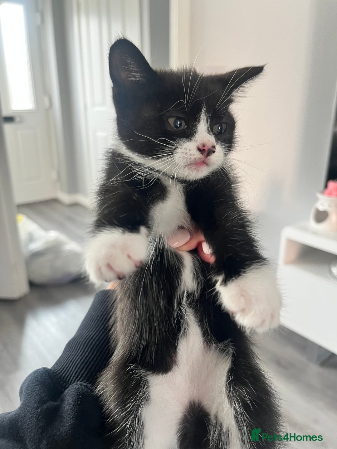 Mixed Breed cats for sale: 1 male 2 female kittens  in Sandbach - Image 2