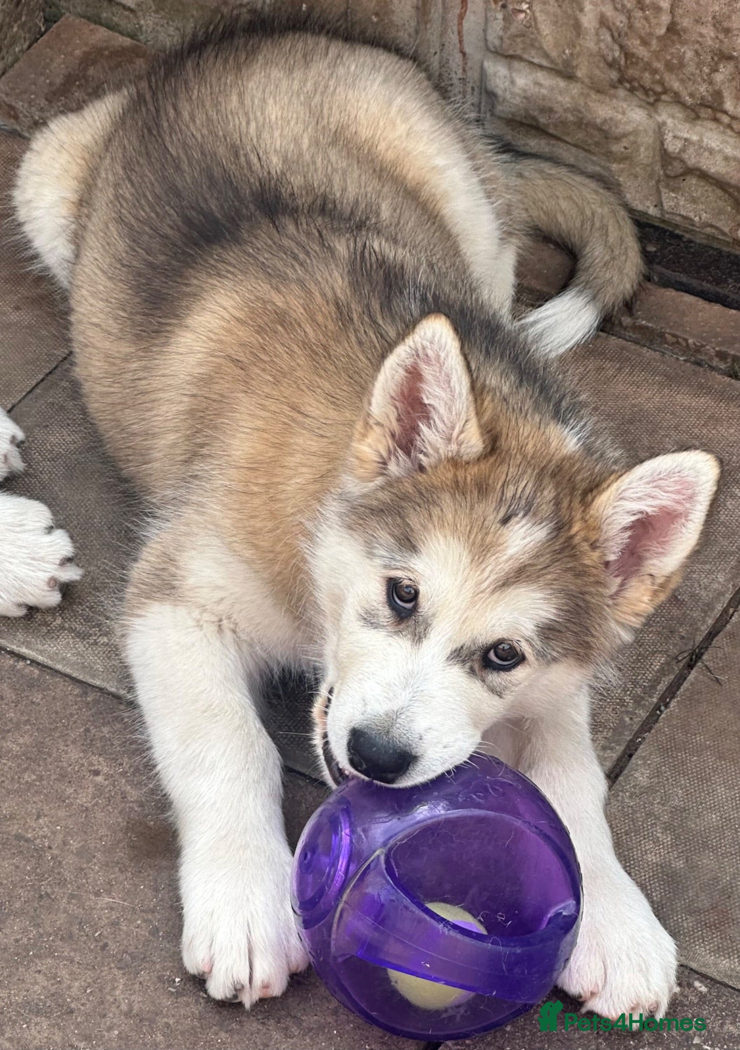 Alaskan Malamute dogs Female pure Alaskan Malamutes  - Advert 4