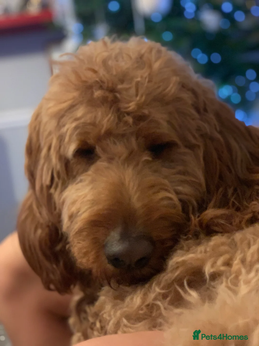 Goldendoodle dogs for stud: Gorgeous F1 Goldendoodle for Stud in Derby - Advert 16