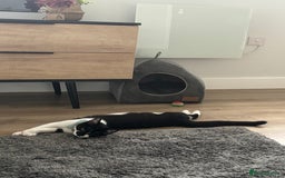 Domestic Shorthair cats for sale: 8 month old DSH - Image 6