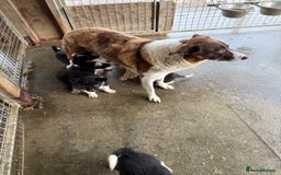 Border Collie dogs for sale: Gorgeous border collie puppies  - Image 9