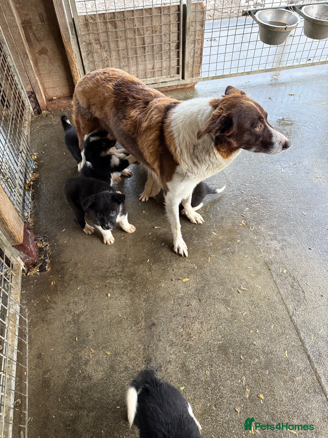 Border Collie dogs for sale: Gorgeous border collie puppies  - Image 9