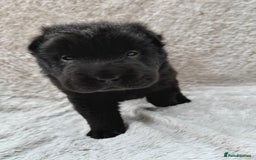 Shar Pei dogs for sale: REDUCED*READYNOW Beautiful bear/brush shar peis  - Image 10