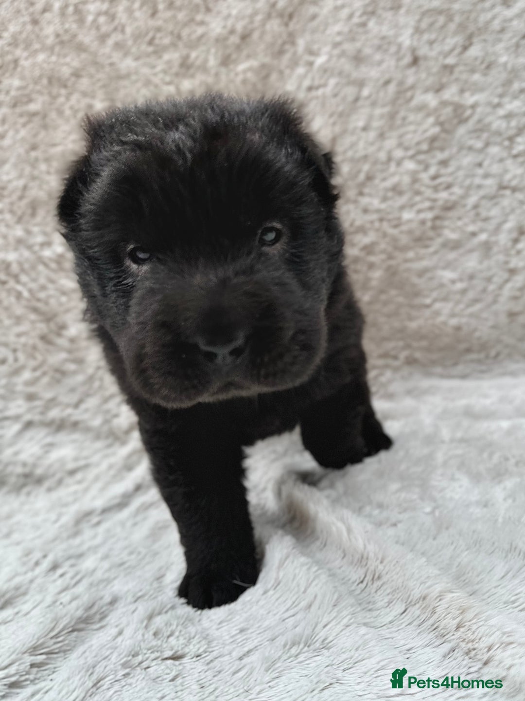 Shar Pei dogs for sale: REDUCED*READYNOW Beautiful bear/brush shar peis  - Image 10