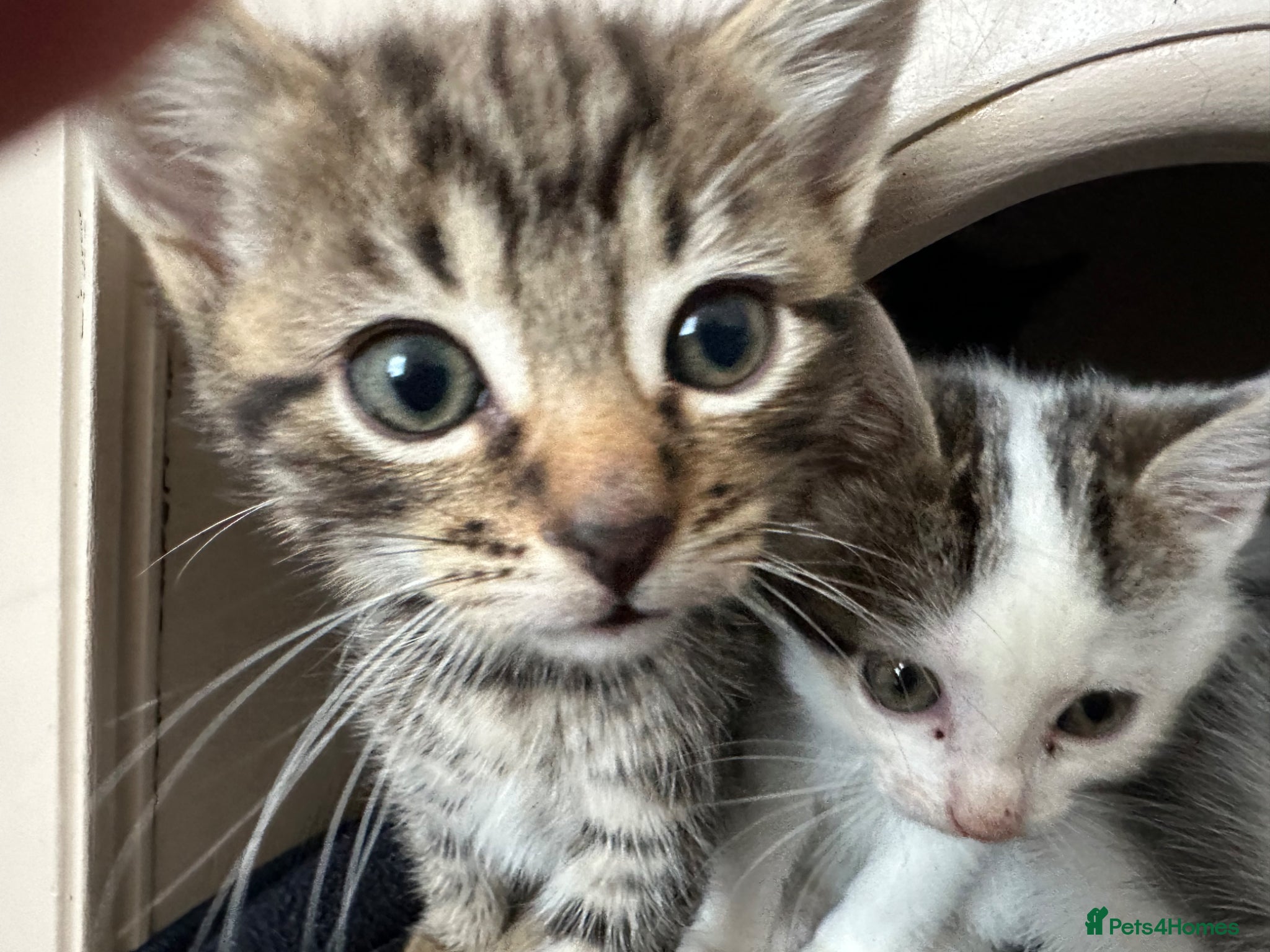 Mixed Breed cats Cute kittens - Advert 1