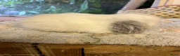 Mini Lion Lop rabbits for sale: Pure mini lion lops from show stock  - Advert 7