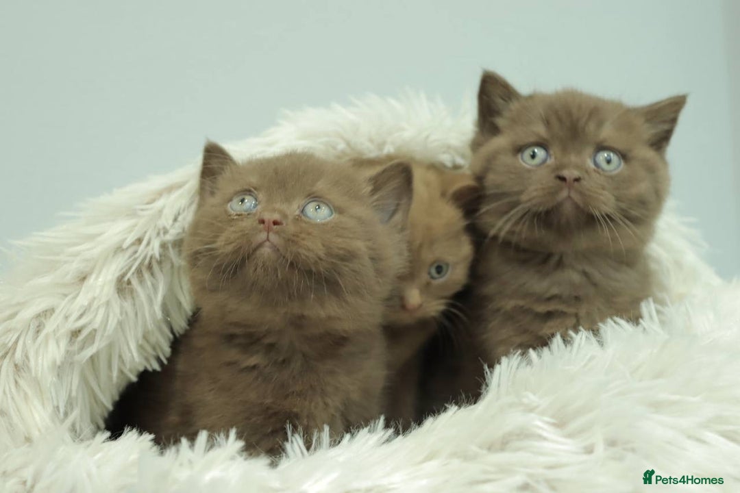 British Shorthair cats for sale: Stunning BHS Champions blood lines kittens  - Advert 11