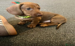 Dachshund dogs for sale: Beautiful dachshund girl left (fully vaccinated) - Advert 5
