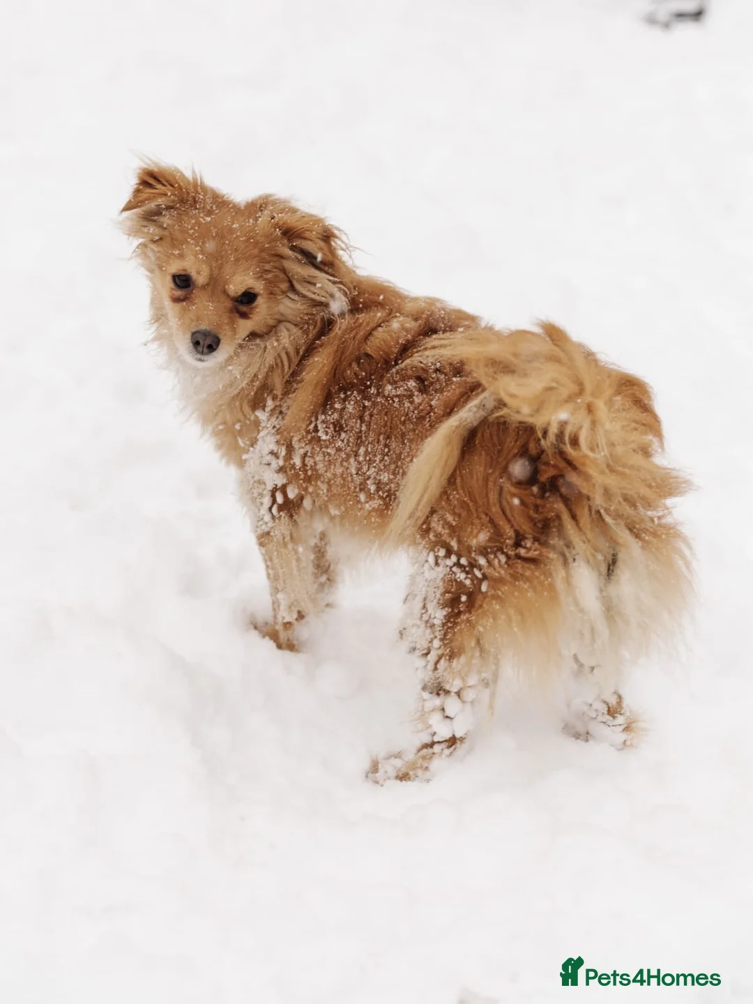 Mixed Breed dogs for adoption: ❤️Zabka❤️ little 1,5-year-old angel - Advert 3
