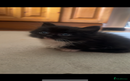 Ragdoll cats for sale: Ragdoll mix kittens - Image 2