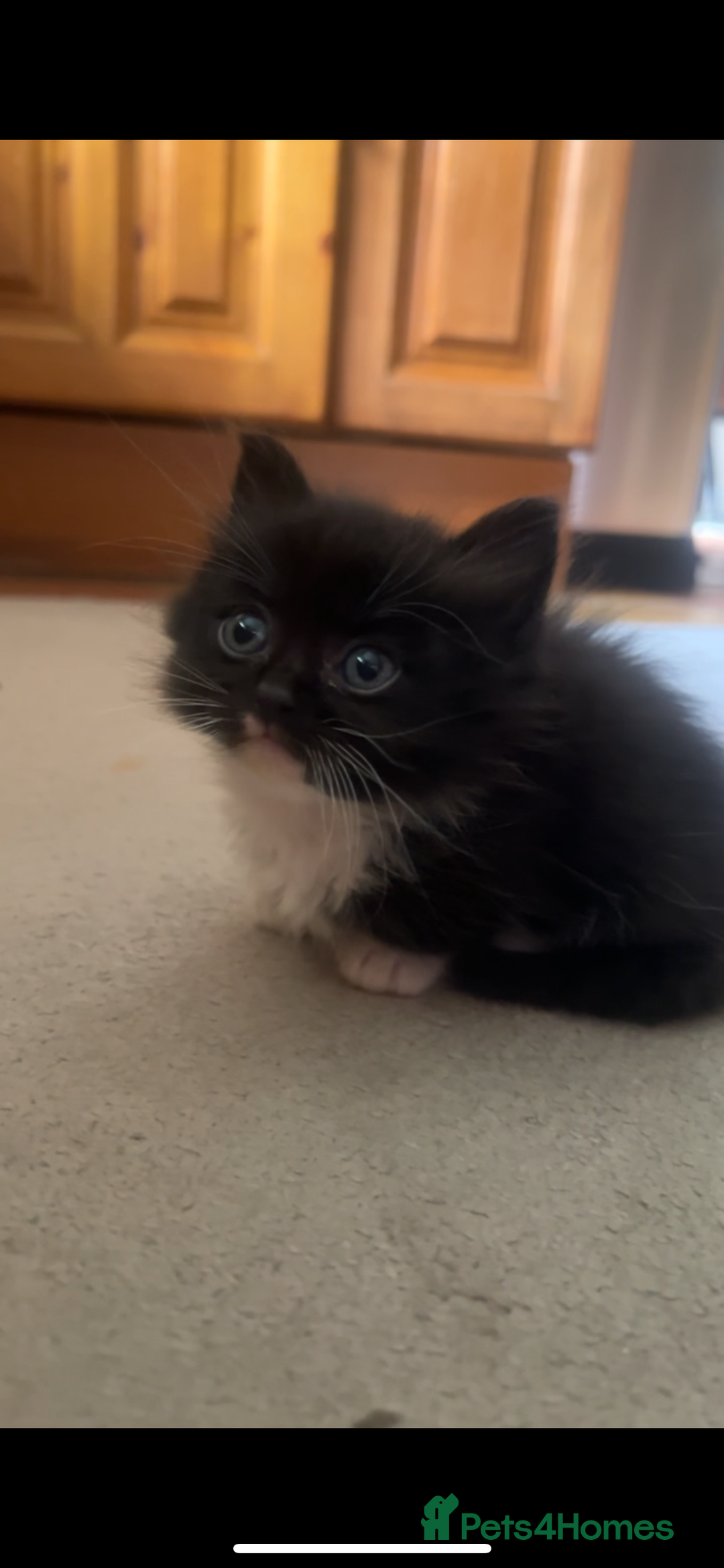 Ragdoll cats for sale: Ragdoll mix kittens - Image 2