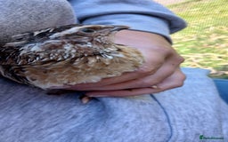 Mixed Breed birds for sale: Coturnix Quail eggs - Image 5
