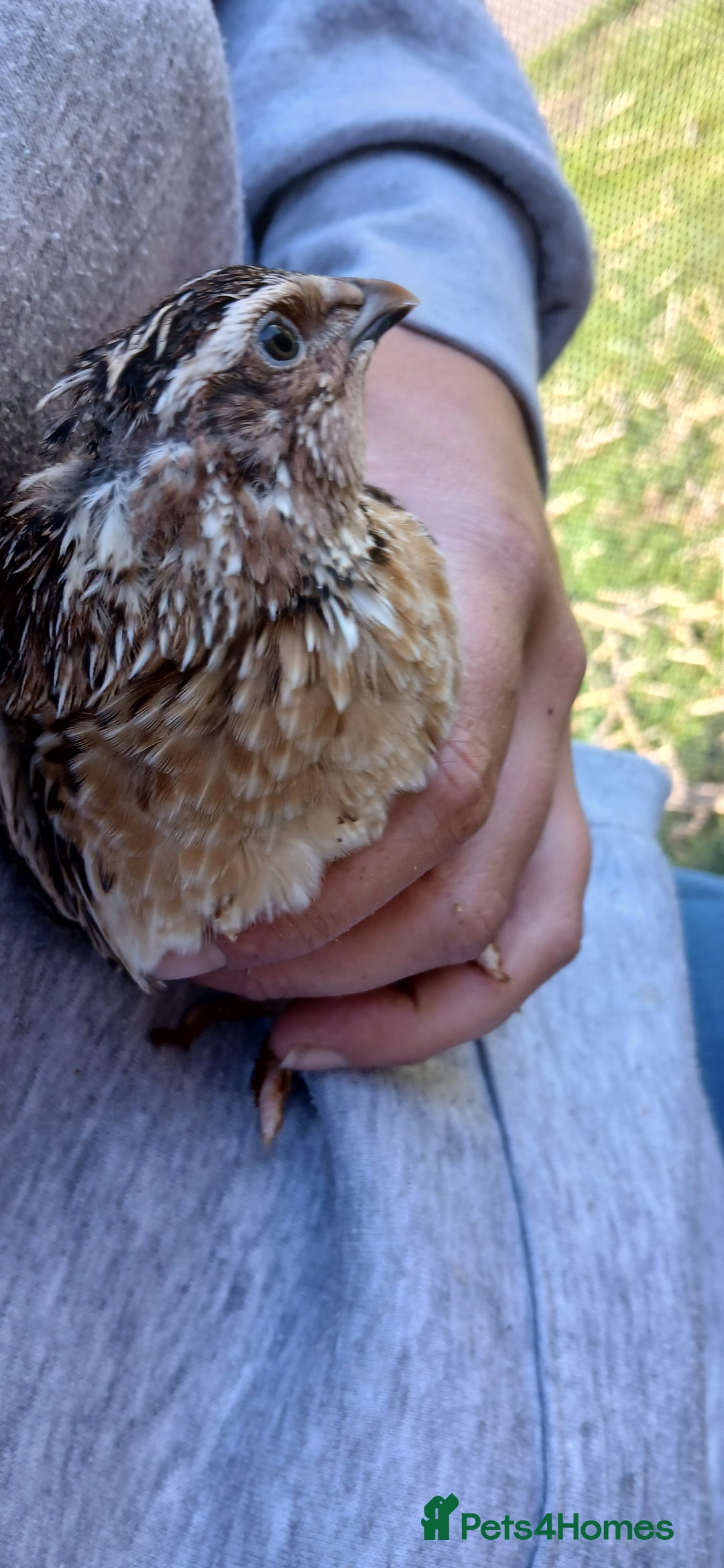 Mixed Breed birds for sale: Coturnix Quail eggs - Image 5