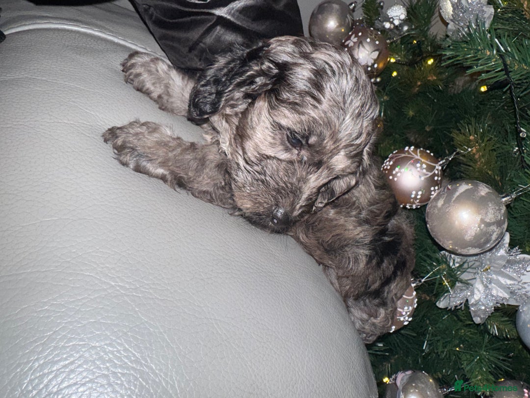 Cockapoo dogs for sale: Cockerpoo FB1 ready to leave  **  Eve  - Advert 22