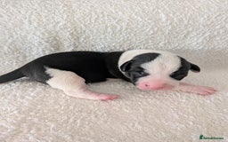Mixed Breed dogs for sale: Cockerbull puppies  - Image 15