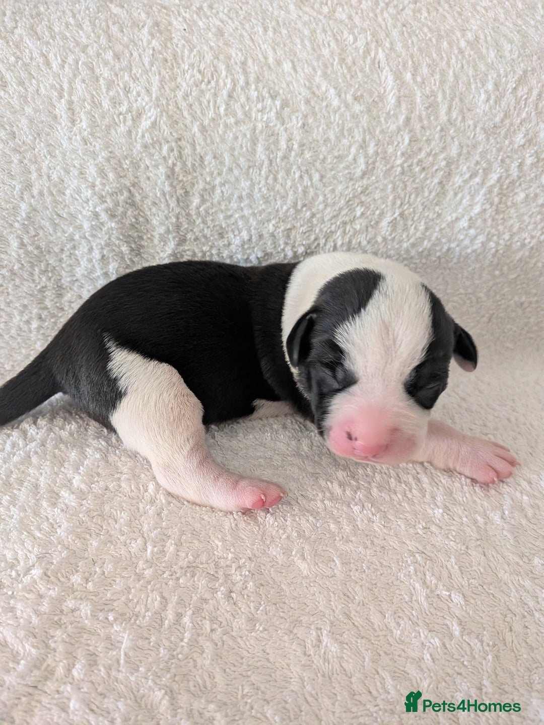 Mixed Breed dogs for sale: Cockerbull puppies  - Image 15