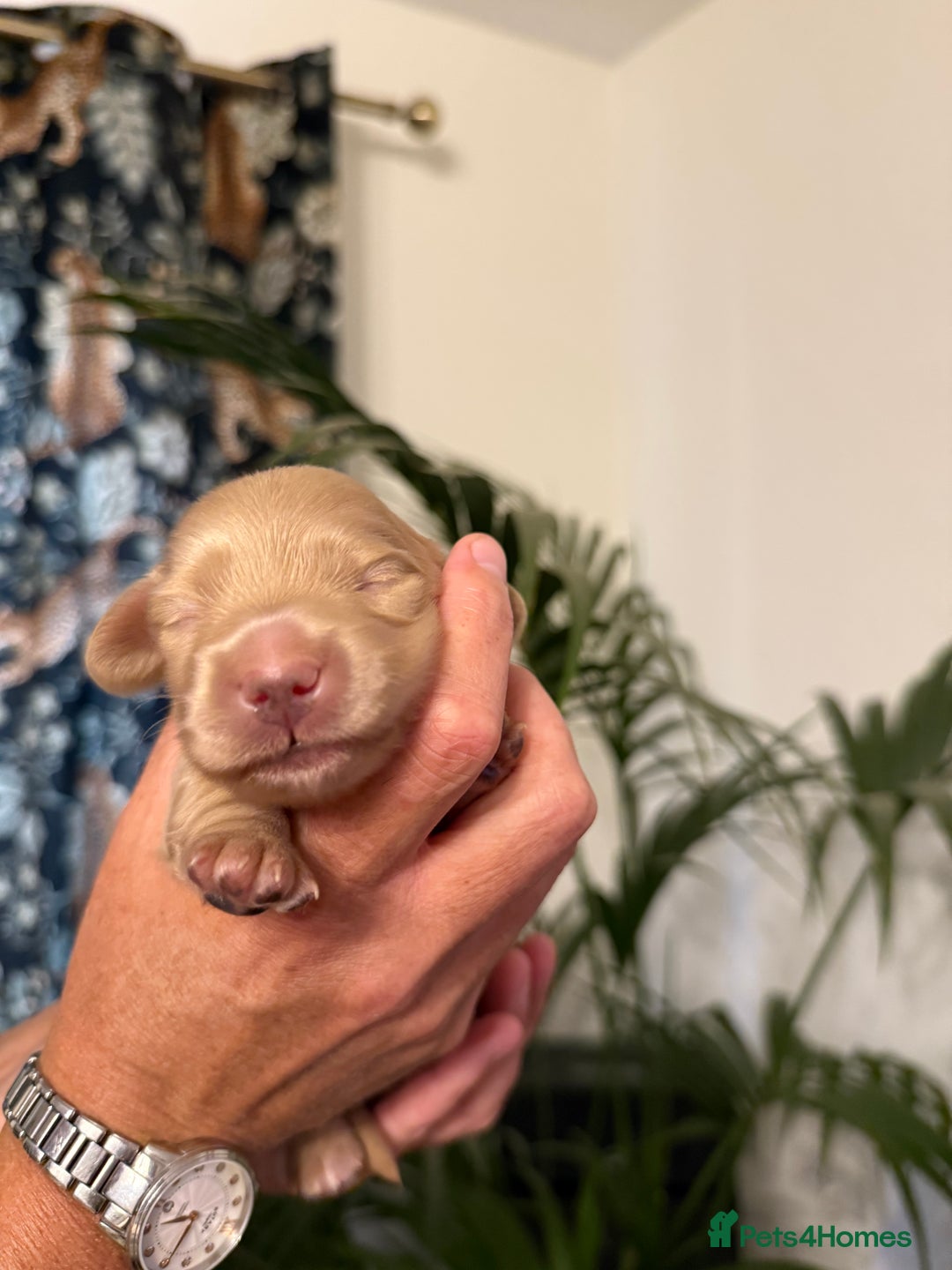 Miniature Dachshund dogs for sale: Beautiful long haired cream mini dachshund puppies - Image 11