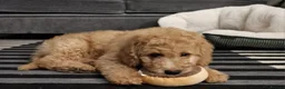 Labradoodle dogs for stud: Tatum in Glasgow - Advert 7