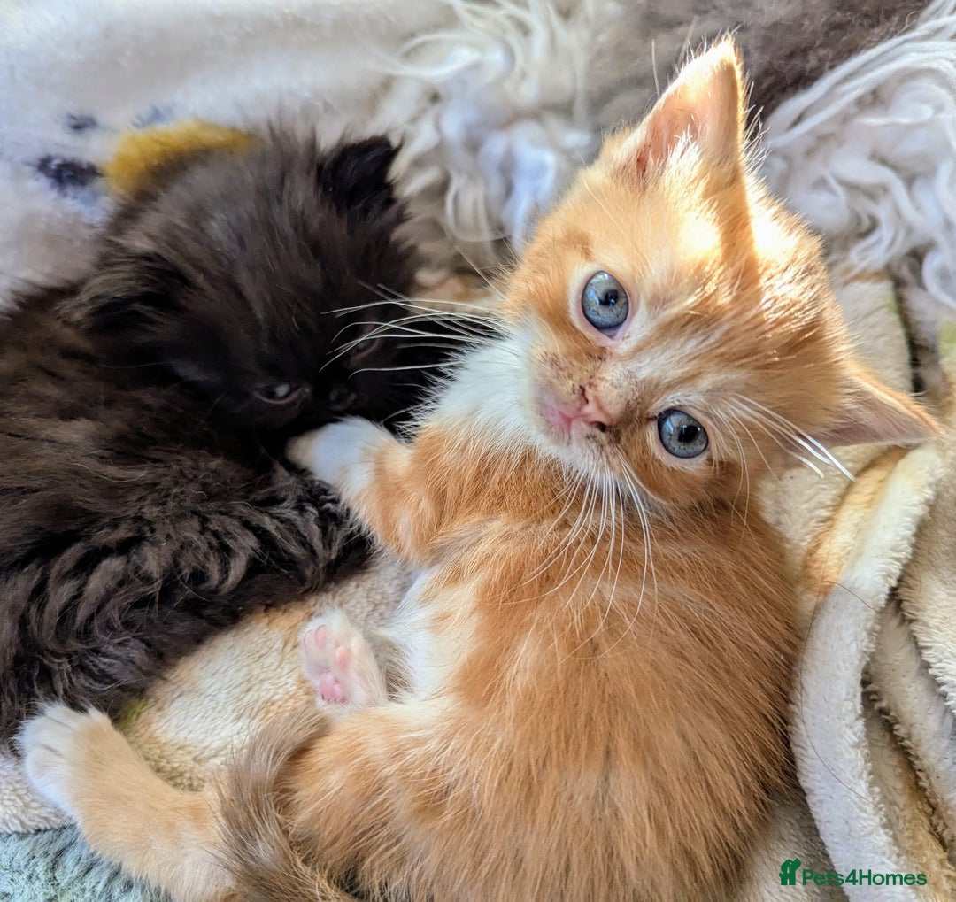 Persian cats for sale: Divine Persian X kittens..microchipoed - Image 5