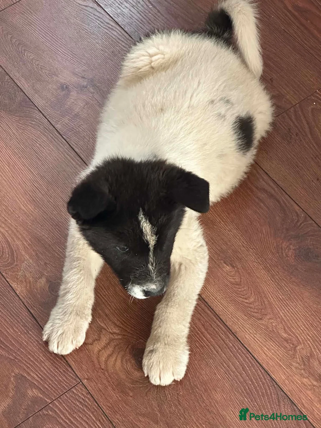 Akita dogs for sale: Akita  - Advert 2